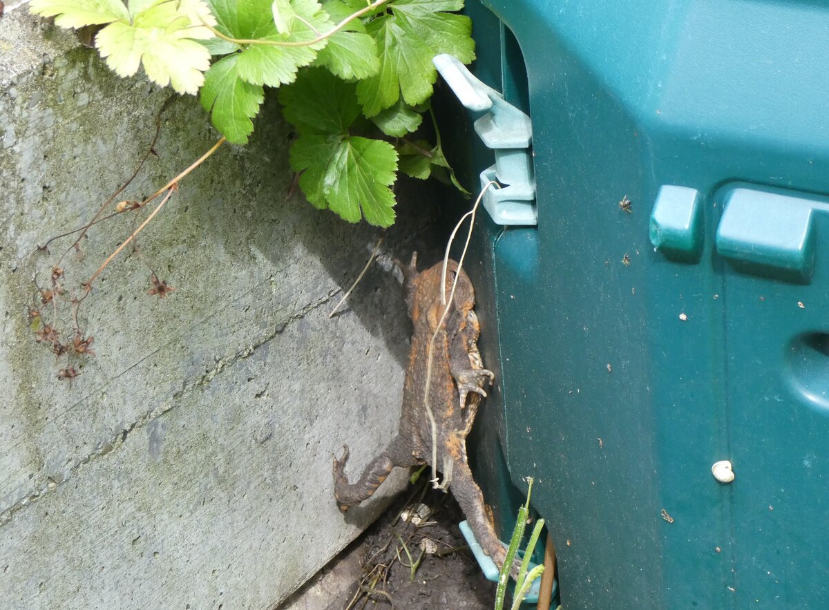 (263'261) - Frosch kommt nicht vorw�rts am 29. Mai 2024 in Thun