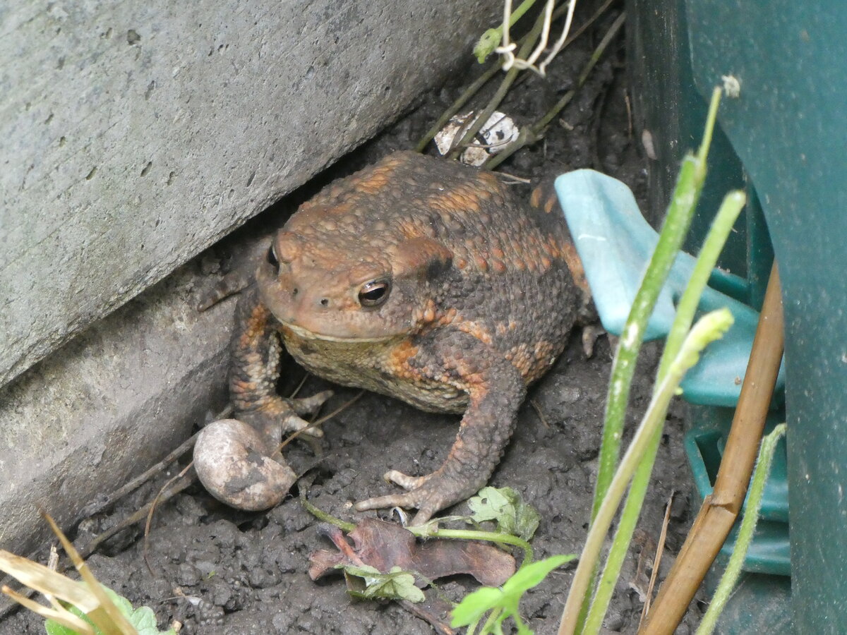 (263'264) - Frosch gibt momentan auf am 29. Mai 2024 in Thun
