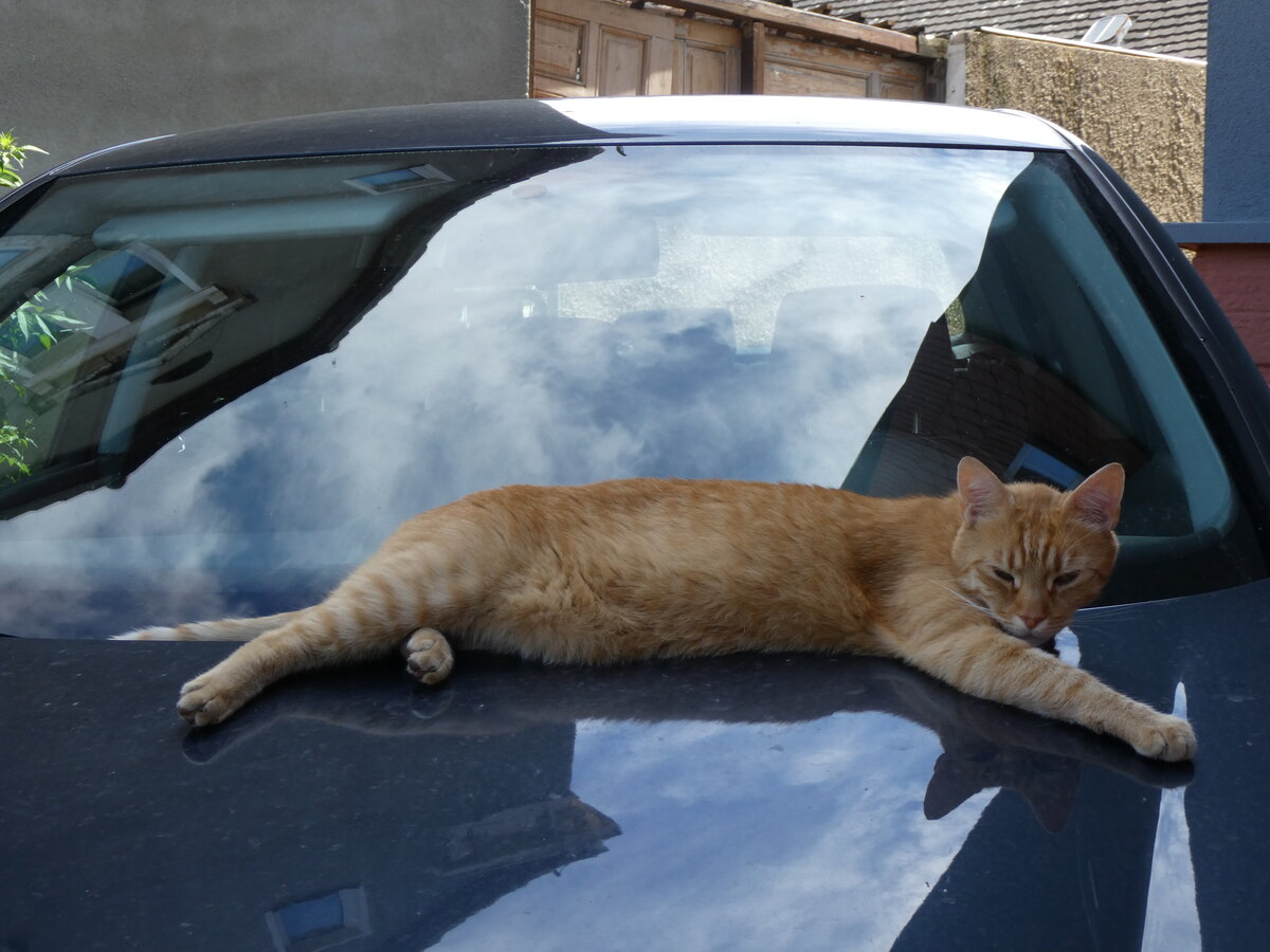 (264'573) - Katze am 10. Juli 2024 in Bad D�rrenberg