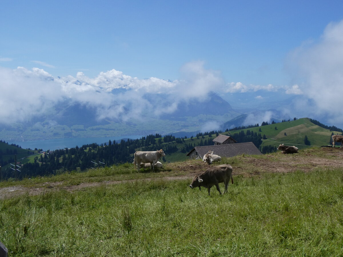 (264'965) - Rinder am 23. Juli 2024 auf der Rigi