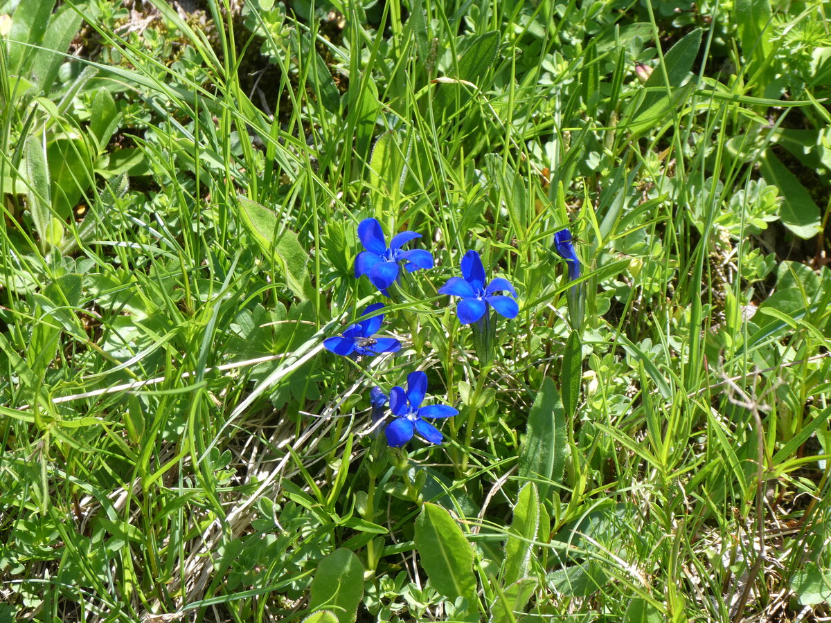 (265'175) - Alpenflora am 28. Juli 2024 am Oberaar