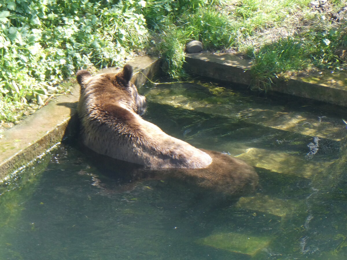 (266'111) - Badender B�r am 24. August 2024 im B�renpark Bern