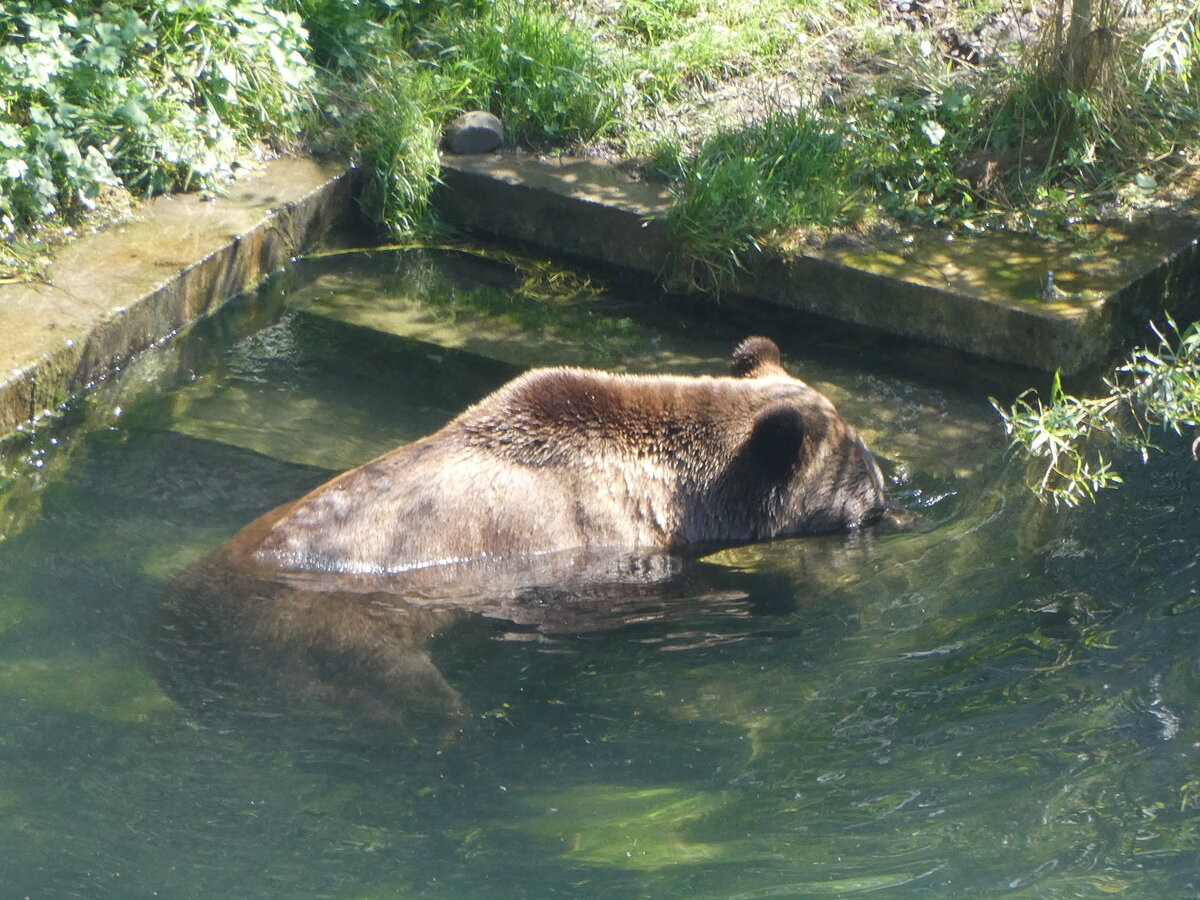 (266'112) - Badender B�r am 24. August 2024 im B�renpark Bern