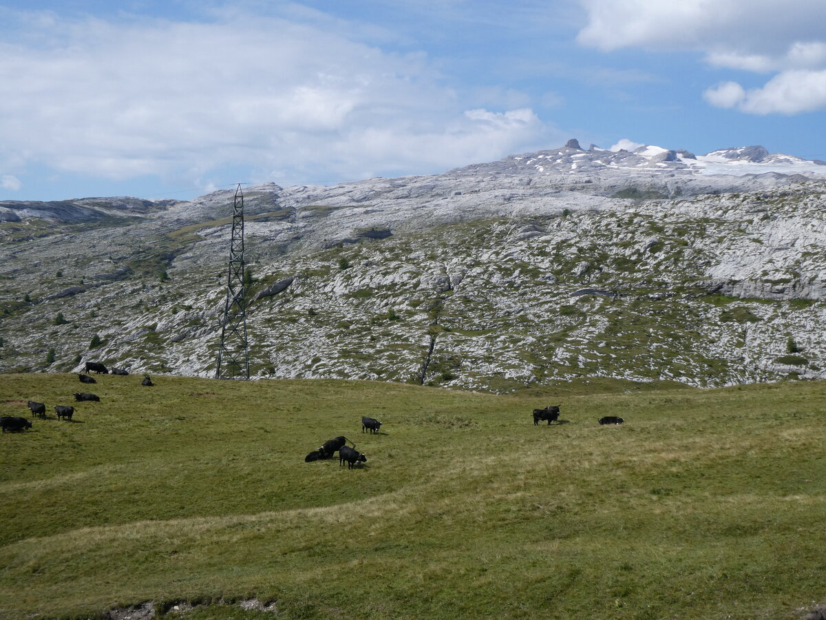 (266'542) - Eringer K�he am 1. September 2024 am Sanetschpass