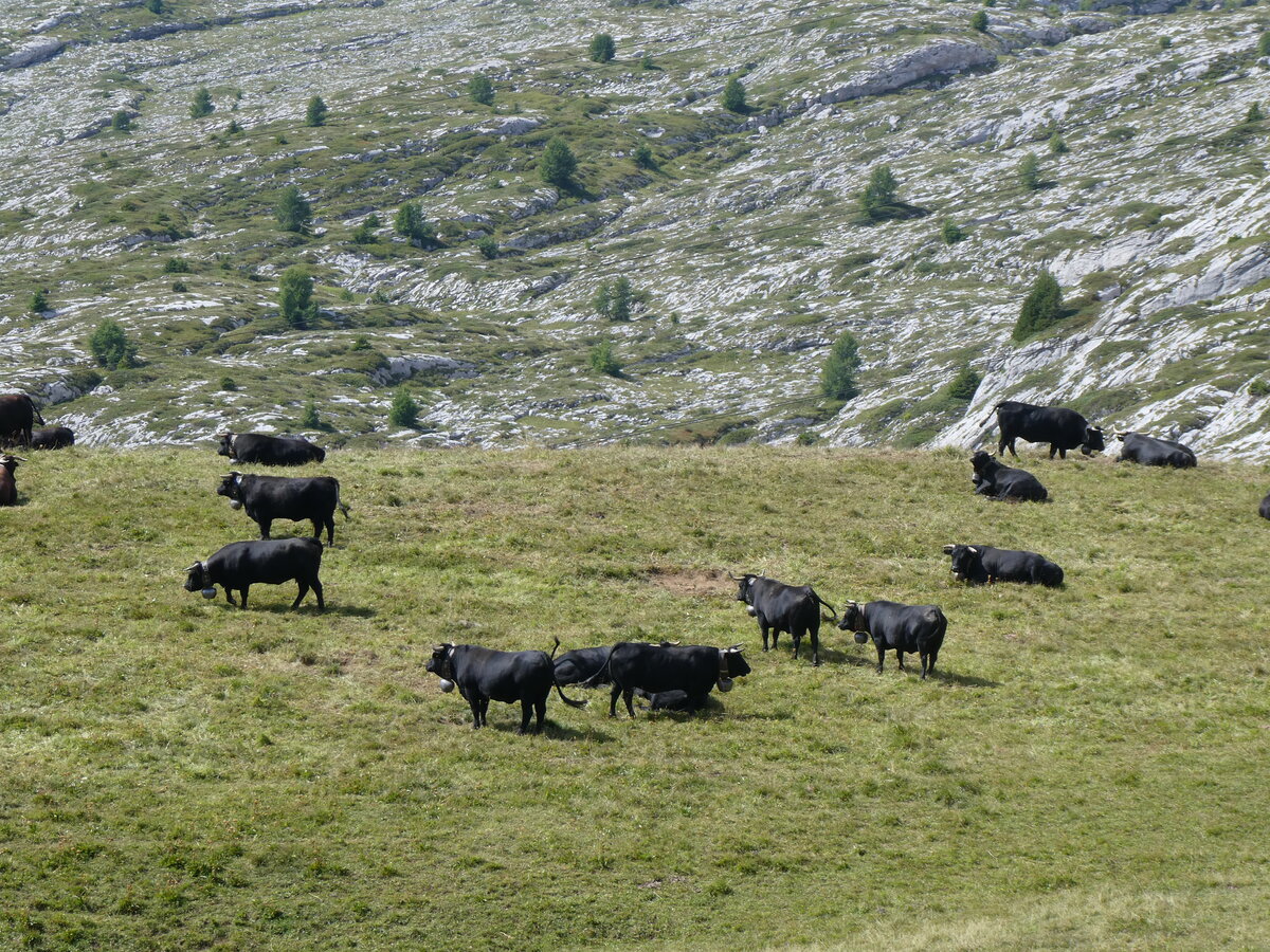 (266'543) - Eringer K�he am 1. September 2024 am Sanetschpass