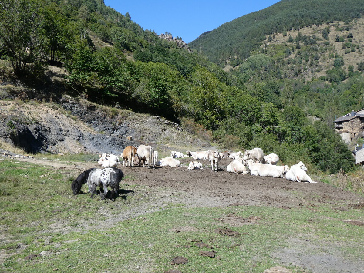 (267'119) - Ponys und K�he am 17. September 2024 in Os de Civis