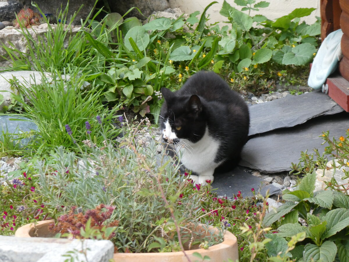 (267'744) - Katze am 6. Oktober 2024 in Mund