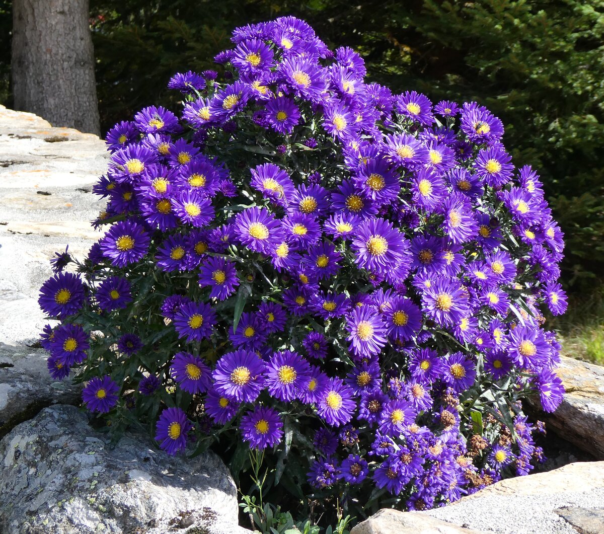 (267'776) - Blumen am 6. Oktober 2024 in F�ld bei Binn