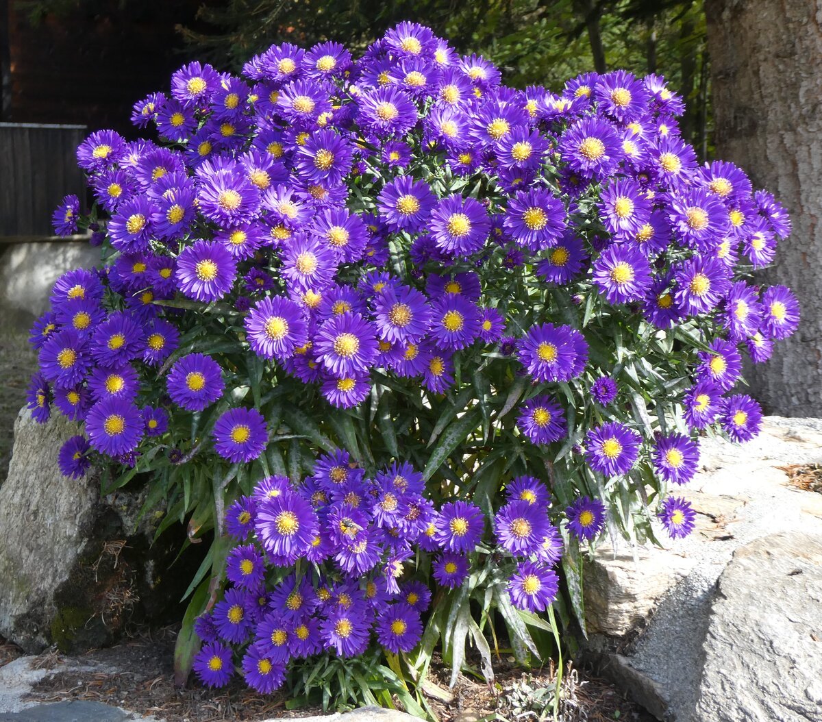 (267'777) - Blumen am 6. Oktober 2024 in F�ld bei Binn