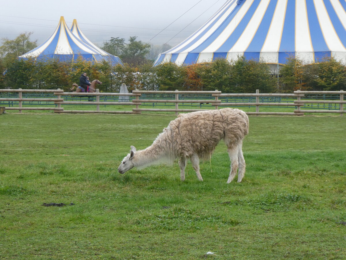 (268'639) - Lama am 26. Oktober 2024 in Kintzheim, Cigoland