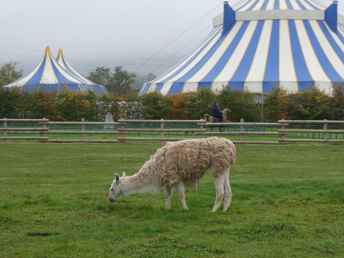 (268'640) - Lama am 26. Oktober 2024 in Kintzheim, Cigoland