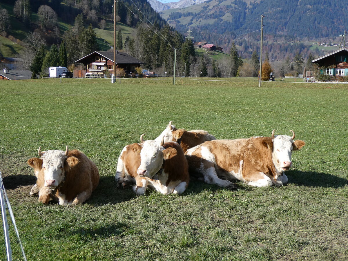 (268'984) - Vier K�he am 7. November 2024 in Gstaad