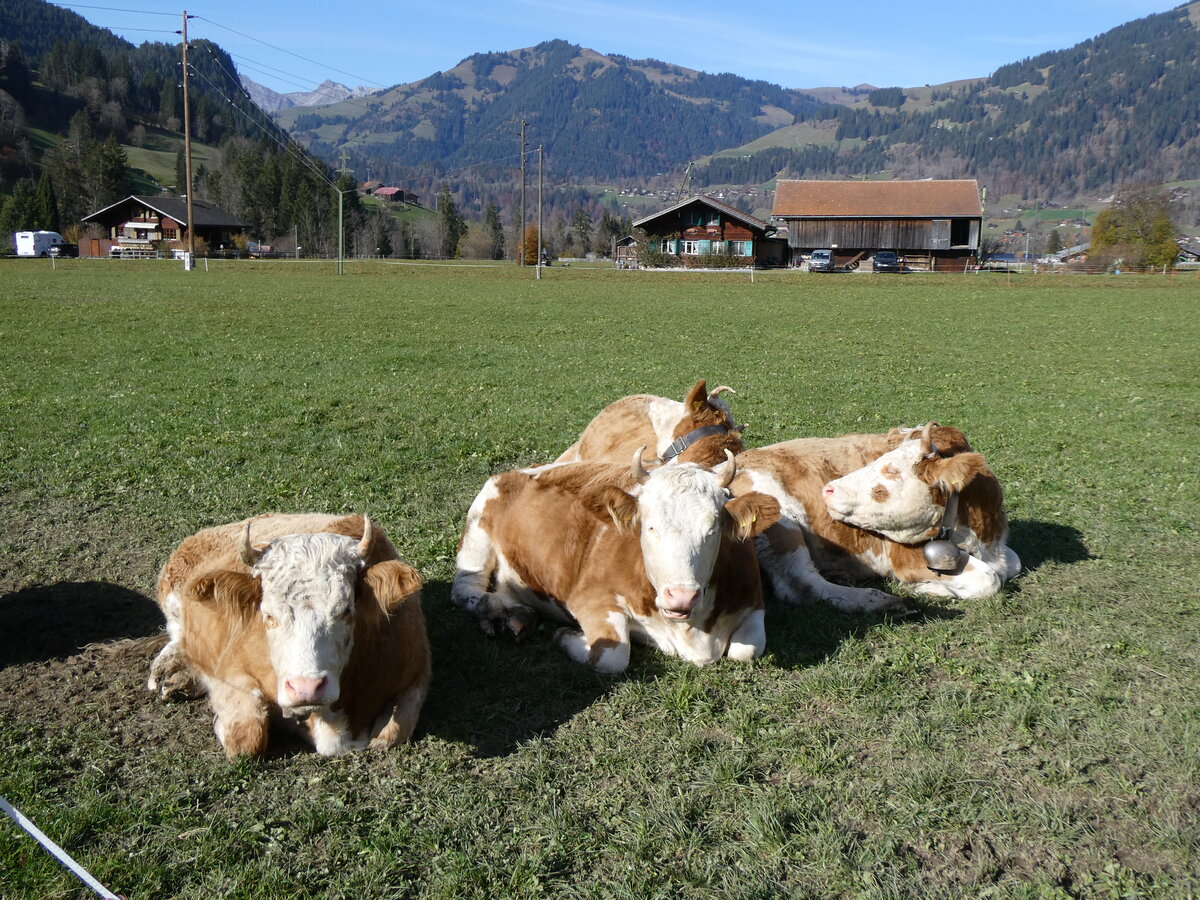 (268'985) - Vier K�he am 7. November 2024 in Gstaad