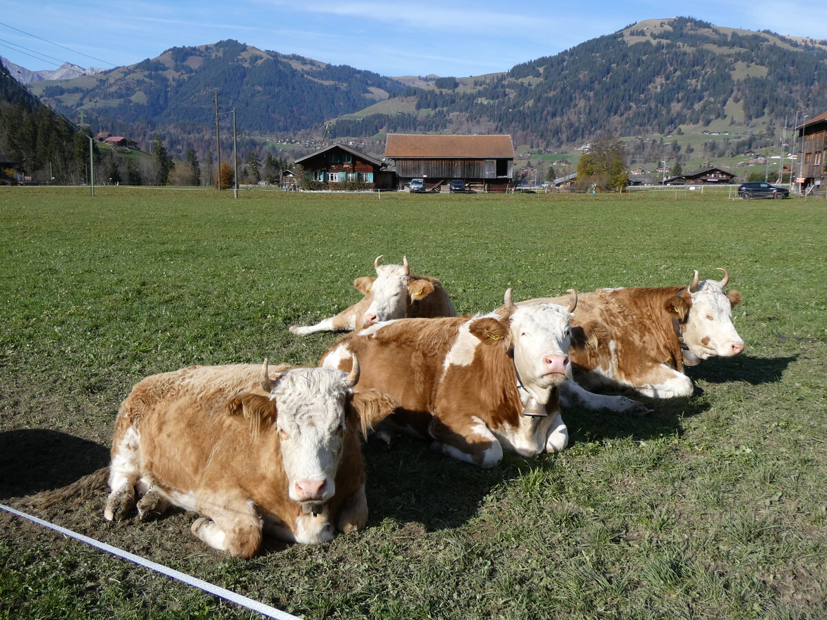 (268'994) - Vier K�he am 7. November 2024 in Gstaad