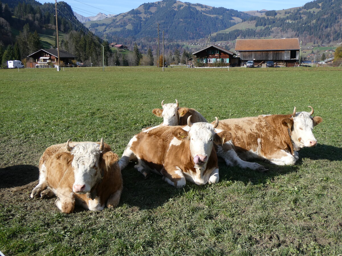 (268'995) - Vier K�he am 7. November 2024 in Gstaad