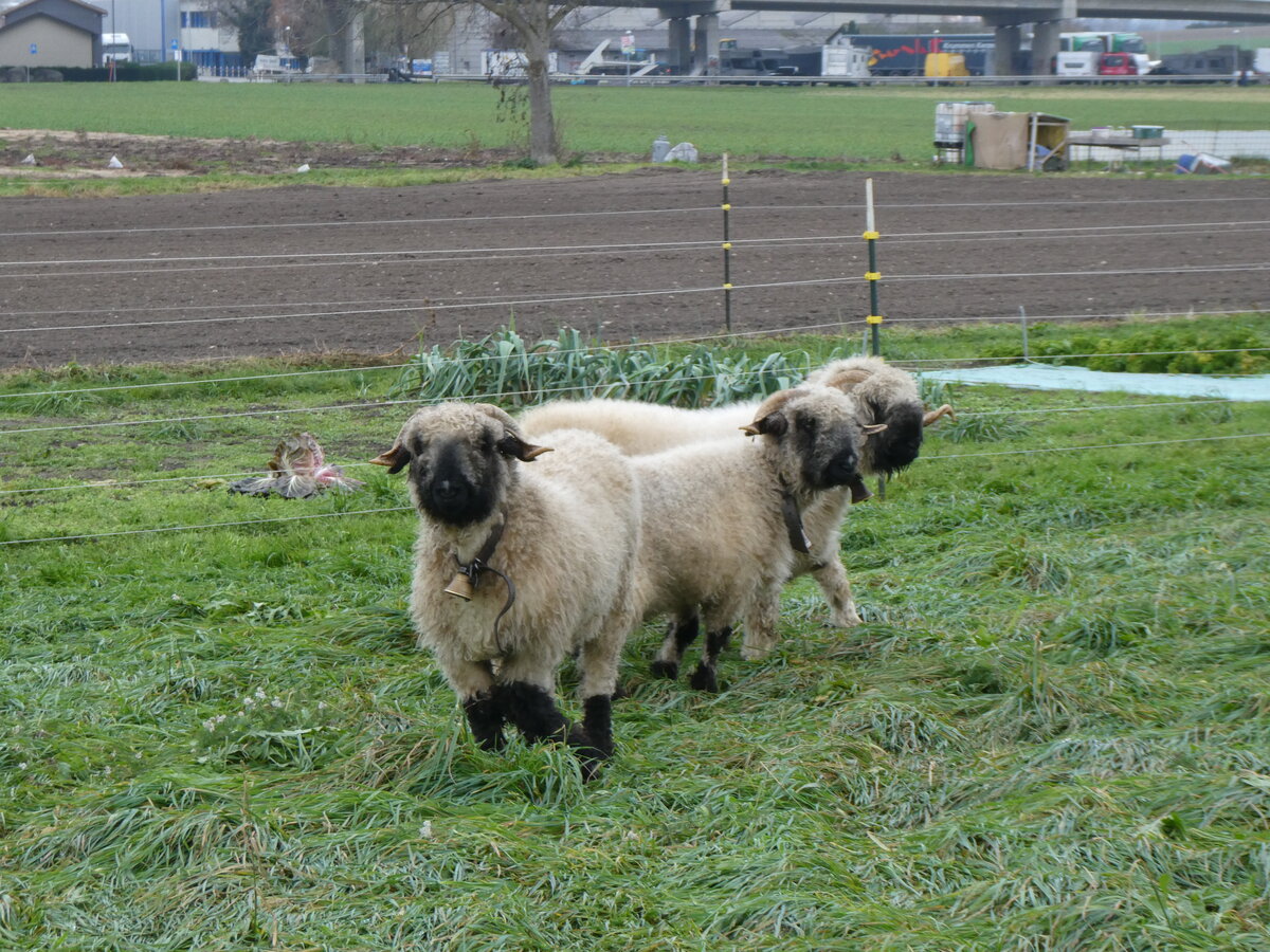 (269'532) - 4 Schafe am 30. November 2024 in Kerzers