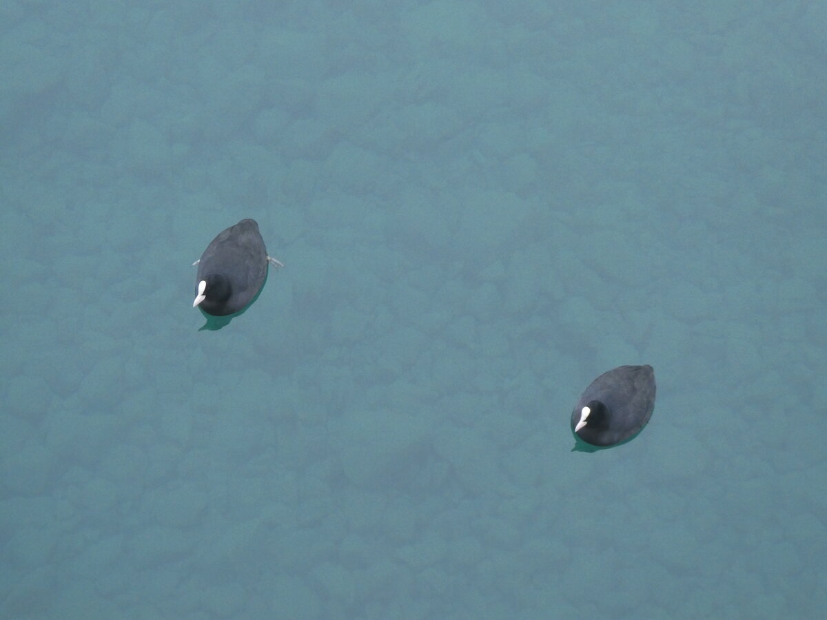 (270'464) - Zwei Enten am 31. Dezember 2024 im Thuner Schiffskanal