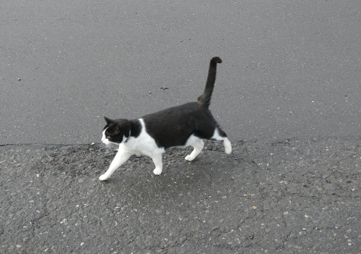 271'423) - Katze am 24. Januar 2025 auf der St�ckalp