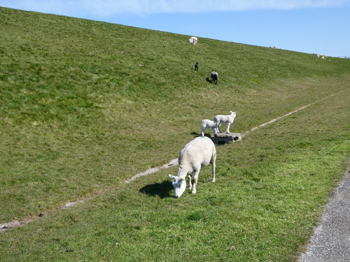 (273'672) - Schafe am 5. April 2025 bei Wierum