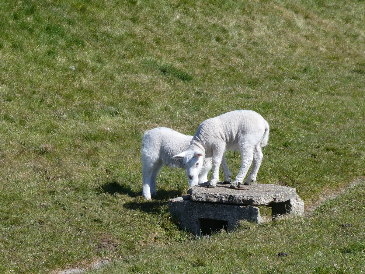 (273'673) - Schafe am 5. April 2025 bei Wierum