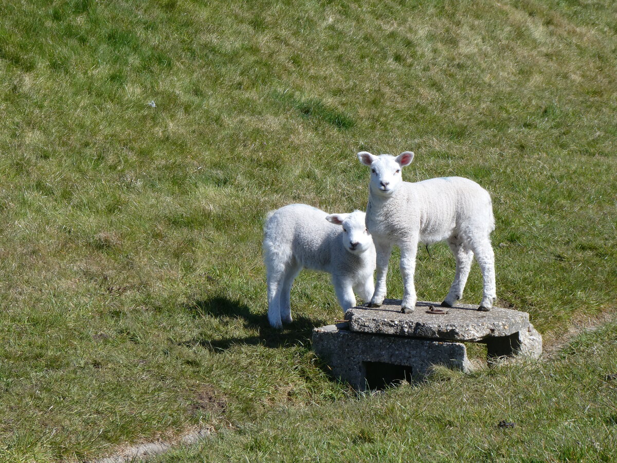 (273'674) - Schafe am 5. April 2025 bei Wierum