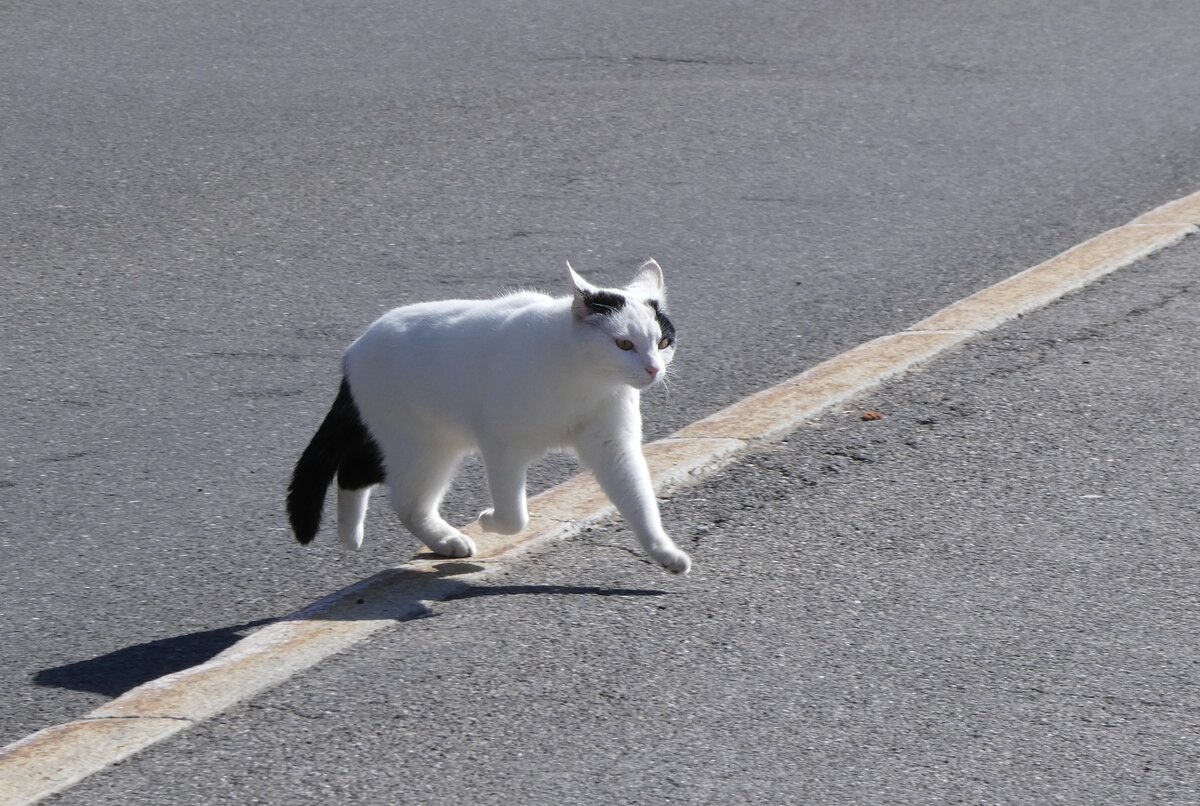 (273'791) - Katze am 10. April 2025 in Beatenberg