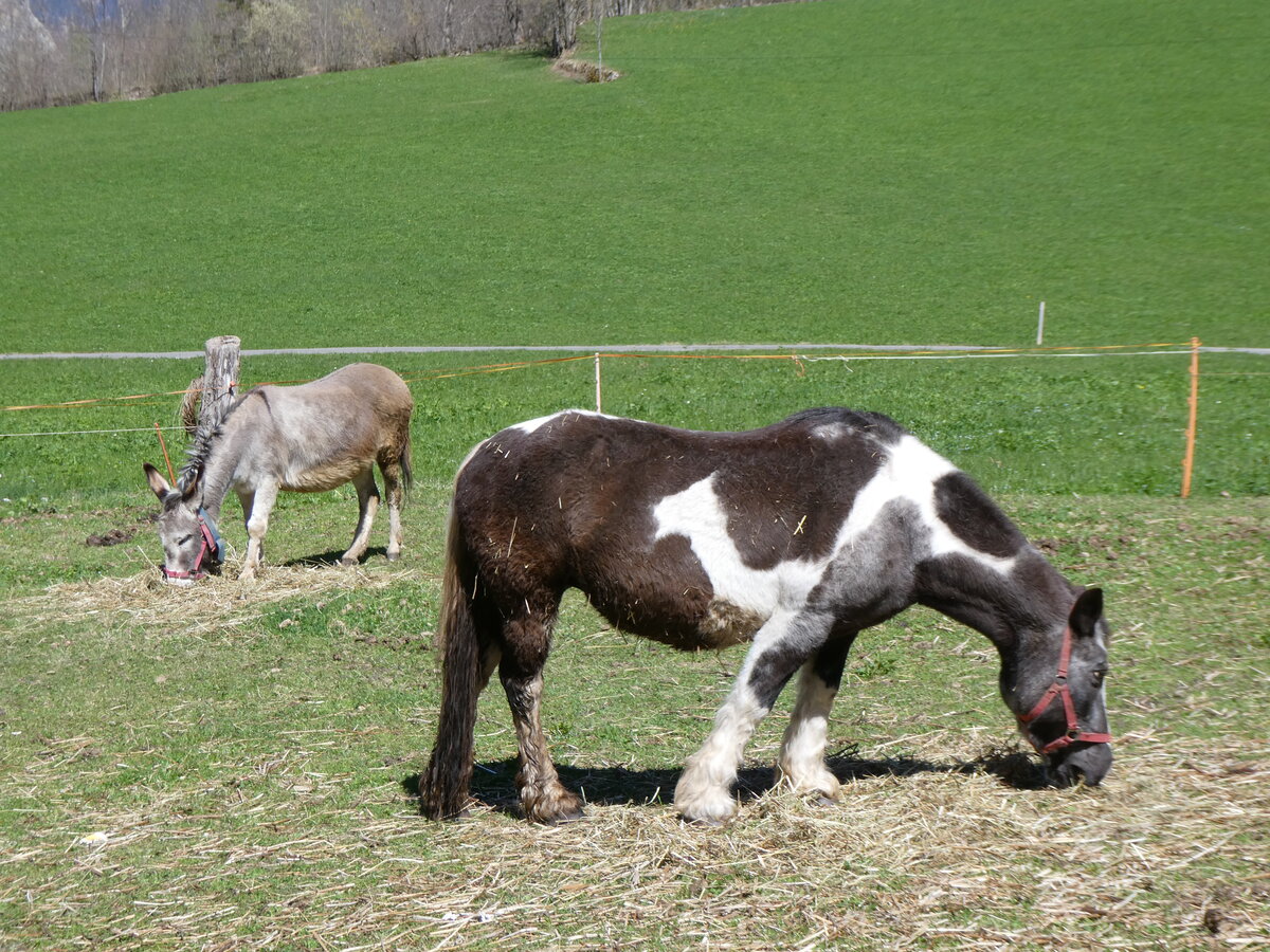 (273'812) - Zwei Esel am 10. April 2025 in Stechelberg