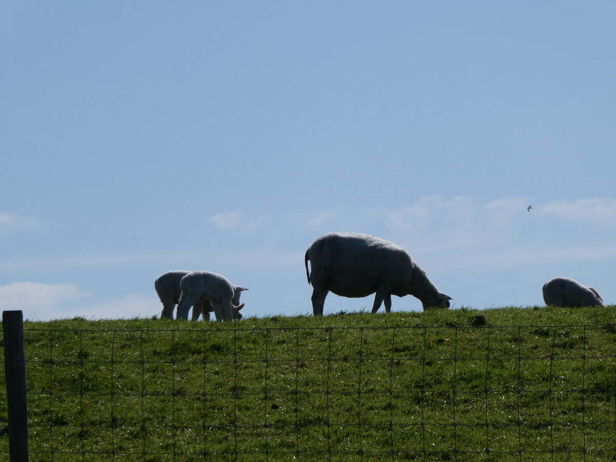 (274'655) - Schafe am 5. April 2025 bei Holwerd