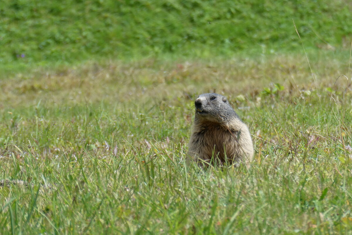 (279'851) - Murmeltier am 3. September 2025 auf der G�scheneralp