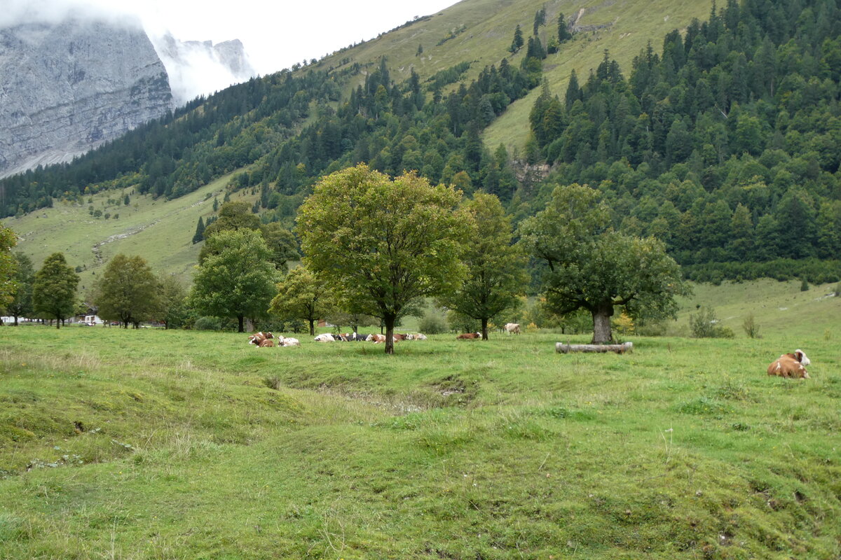 (280'479) - Ahorne und K�he am 17. September 2025 auf der Eng Alm in Eng