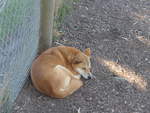(190'237) - Dingo-Hund am 18.