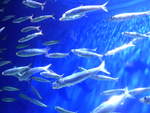 (190'472) - Im Sea Life am 19.