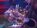 (190'481) - Im Sea Life am 19.