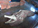 (190'447) - Ein Krokodil-Gerippe im Sea Life am 19.