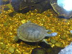 (190'459) - Schildkr�te im Sea Life am 19.
