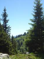 (134'502) - Tannen im Stockhorngebiet am 26.