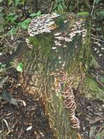 (135'972) - Alter Baumstrunk mit Pilzen am 18.