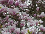 (179'329) - Magnolienbl�ten am 2.