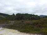 (191'173) - Wald im Wai-O-Tapu Thermal Wonderland am 23.