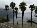 (242'743) - Palmen am Luganersee am 15.
