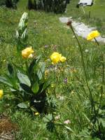 (134'498) - Alpenflora am Stockhorn am 26.