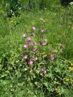 (134'500) - Alpenflora am Stockhorn am 26.