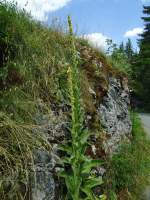 (146'132) - K�nigskerzen an der Lenk am 28.