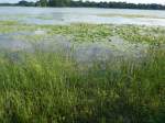 (152'700) - Seerosen im Lily Lake am 13.