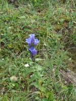 (163'821) - Stengelenzian am 23.