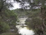 (191'140) - B�ume und See im Wai-O-Tapu Thermal Wonderland am 23.