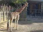 (191'483) - Giraffe am 26.