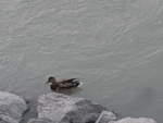 (196'874) - Eine Ente im Inn am 11.