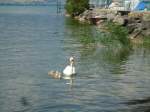 (146'044) - Schwan mit Jungen auf dem Neuenburgersee bei Yvonand am 22.