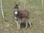 (189'073) - Ein gwundriger Esel im Ladholz am 5.